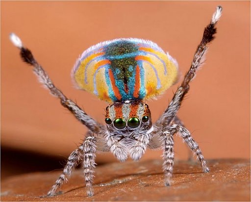 Peacock spider 1