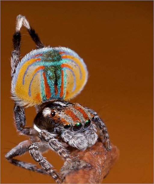 Peacock spider 2