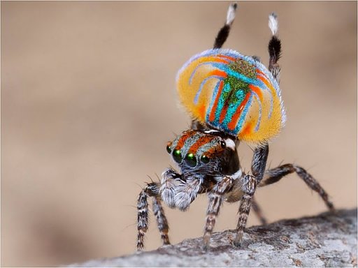 Peacock spider 3