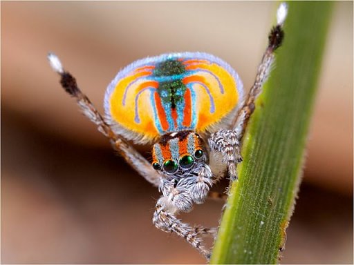 Peacock spider 4