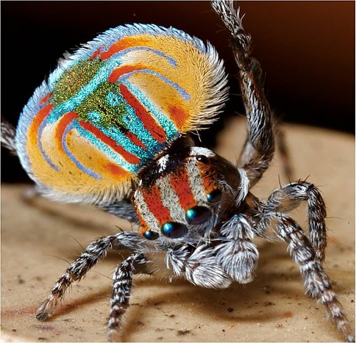 Peacock spider 5