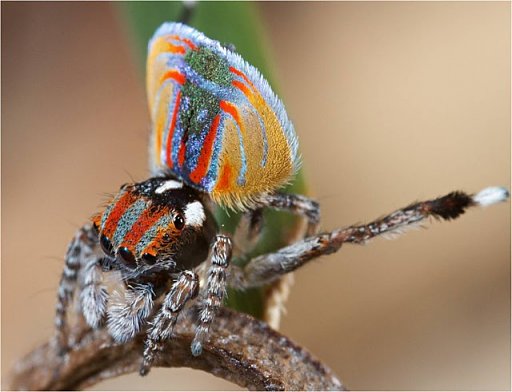 Peacock spider 9