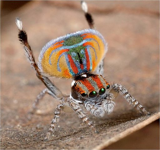 Peacock spider 10