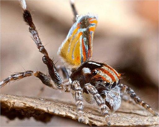 Peacock spider 13