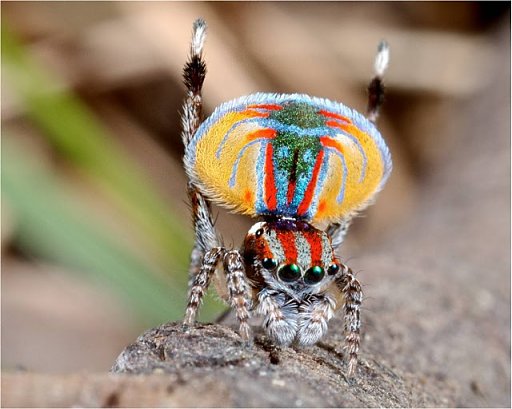 Peacock spider 14