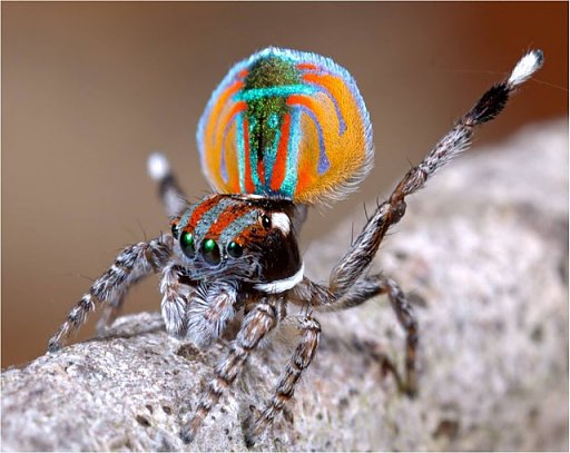 Peacock spider 15