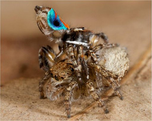 Peacock spider 16