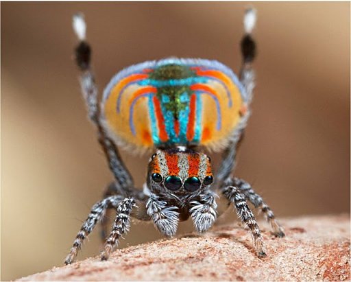 Peacock spider 19